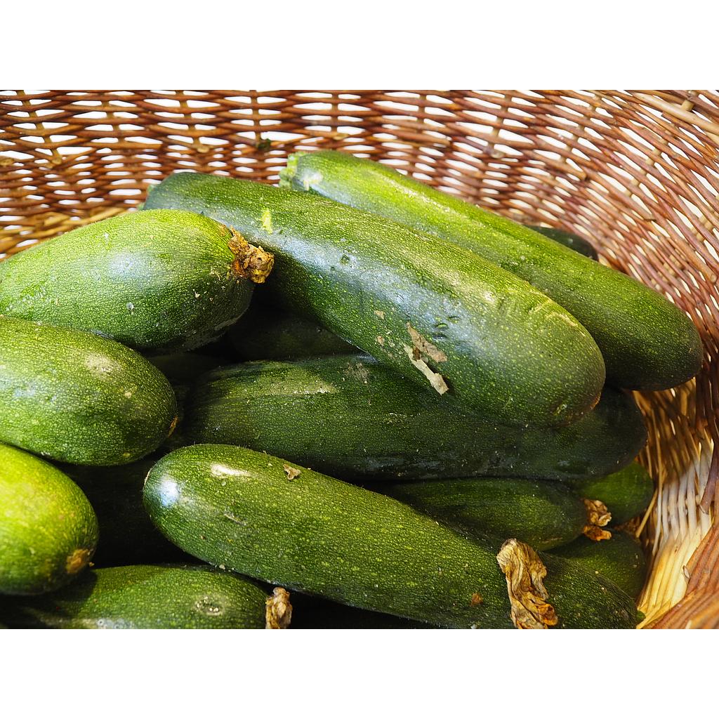 Carbassó (Hort Eriçó)