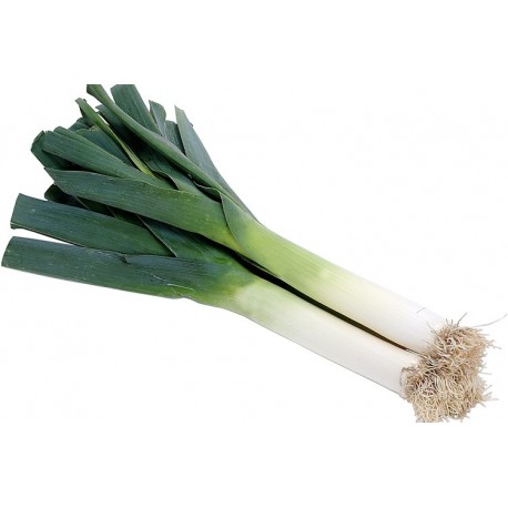 Porro