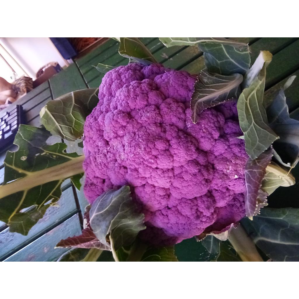 Coliflor morada