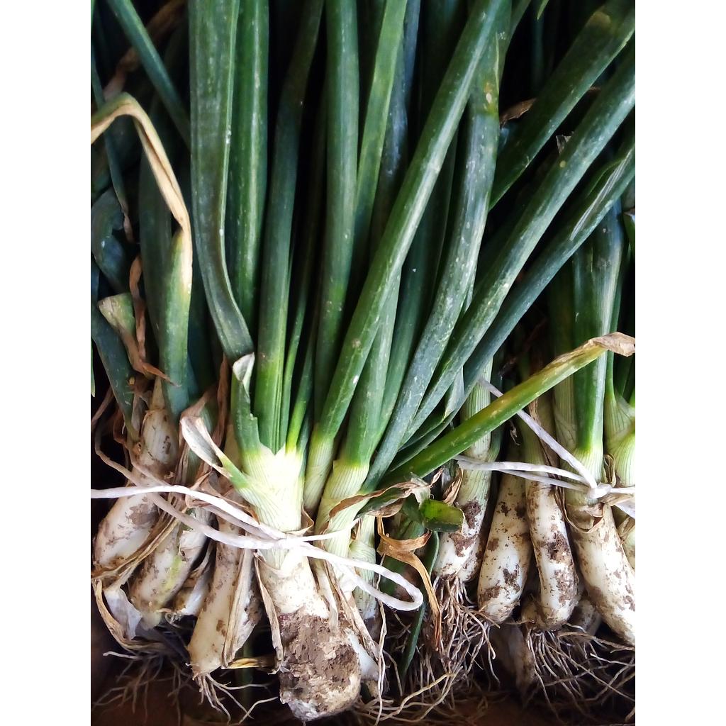 Calçots [manat de 25 unitats]